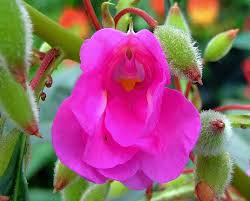 Image result for Impatiens gesneroidea
