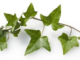 Acanthaceae pokok menjalar atau merayap yang rendah ini berasal dari amerika tengah. Bukan Sekadar Hiasan Ini 4 Manfaat Daun Ivy Untuk Kesehatan