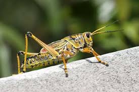 With fun, quick lessons on your phone, the app teaches adult welcome to grasshopper, the coding app for beginners. 8 Grasshopper Ideas Grasshopper Entomology Insects