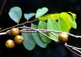 Image result for Cleistanthus
