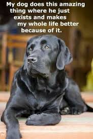 White lab puppies are in high demand in the united states. 64 White Lab Puppies Ideas Lab Puppies Puppies White Lab Puppies