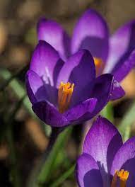 The Surprising Meanings Behind Your Favorite Flowers Flowers Crocus Flower Flower Meanings