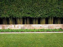 See more ideas about fence landscaping, privacy fence landscaping, backyard landscaping. Privacy Plants A Living Fence For Your Outdoor Area