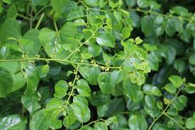 Image result for Colubrina asiatica