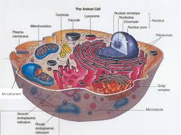 We did not find results for: Cells Ppt Download
