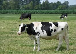 We did not find results for: What Do Cows Drink Milk Or Water Trick Questions That Show How Your Brain Organizes Language