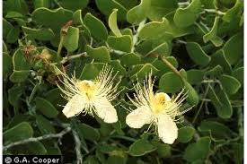 Image result for Capparis cartilaginea