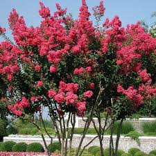 Image result for Lagerstroemia