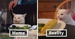 Turns Out The Pawsome Cat From Woman Yelling At A Cat Meme Is Named Smudge And His Instagram Is Adorable Bored Panda