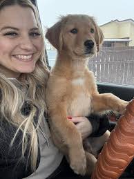 Kibble food recommendations for Great Danes