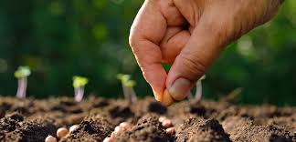 Le persone di tipo a si sentono meglio seguendo una dieta vegetariana, un'eredità tramandata dai loro antenati che erano diventati agricoltori stanziali e poco aggressivi. La Dieta Del Gruppo Sanguigno A Cosa Mangiare Project Invictus