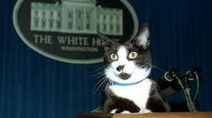 Check spelling or type a new query. 10 Cats Who Made History Howstuffworks