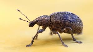 keep weevils and bugs out of food