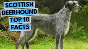 Review how much scottish deerhound puppies for sale sell for below. Scottish Deerhound Top 10 Interesting Facts Youtube