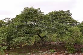 Image result for Brachystegia spiciformis