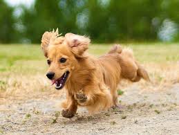 Feel free to browse hundreds of active classified puppy for sale listings, from dog breeders in pa and the surrounding areas. What You Need To Know About The English Cream Dachshund
