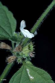 Image result for Leucas deflexa