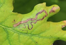 Image result for Stigmella freyella