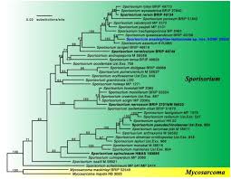 Image result for Anadelphia
