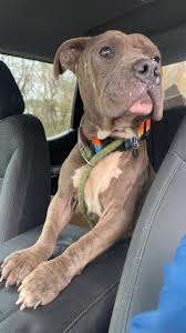 Sir Eddie has earned the well deserved nickname of El Diablo in our  lives....until his little human is here. He's so gentle and patient with  Montgomery June. It helps she feeds him