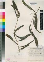 Image result for Potamogeton schweinfurthii