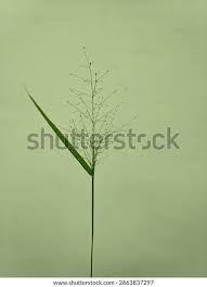 Image result for Eragrostis pilosa
