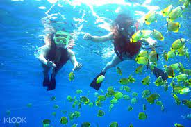 Scuba diving and snorkeling in langkawi. Pulau Payar Snorkeling Diving Adventures From Langkawi Malaysia