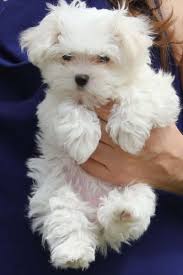 We did not find results for: Maltese Puppies For Sale Dogs Maltese Puppy Cute Puppies Cute Dogs