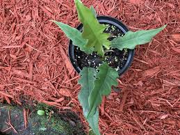 Maybe you would like to learn more about one of these? Photo Of The Entire Plant Of Philodendron Jungle Boogie Posted By Gina1960 Garden Org