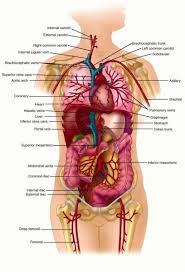 Know that there are 11 organ systems of the body: Organs Of Body Diagram Inside Human Organs In Picture Diagram Of Human Body Organs Human Body Anatomy Human Organ Diagram