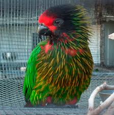 Lori Flammeche Oiseaux Exotiques Oiseaux Exotiques Beaux Oiseaux Jolis Oiseaux