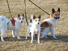 Norrbottenspets Wikipedia The Free Encyclopedia Dog Breeds Dogs Top Dog Breeds