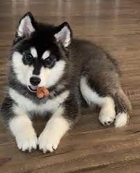 Husky puppies and pomsky puppies for sale in ocala, florida. Siberian Husky Puppies For Sale Orlando Fl 348630
