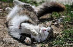 Yapmanız gereken bu mikrobu taşıyabilecek sokak kedilerini ve tanımadığınız kedileri. Kapali Ortamlarda Kediniz Nasil Mutlu Ve Huzurlu Olur Anadolu Kedisi