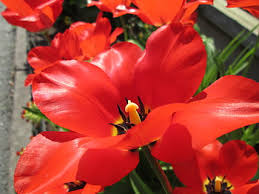 Some great annuals to start planting towards the end of spring are, petunias. Page 34 Royalty Free Red Flowering Plants Photos Free Download Piqsels