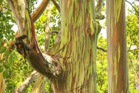 Mother nature sure did pull out all the stops here. Rainbow Eucalyptus Tree See Rainbow Trees On Maui Tour