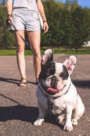 Some puppies gain weight faster and some a little slower, so don't get worried if the result looks different from what you expected. French Bulldog Feeding Guide Lovejoys Pet Food