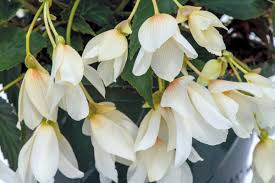 Image result for Begonia meyeri-johannis