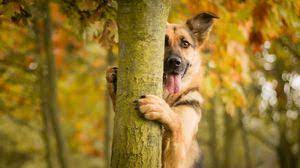 Check spelling or type a new query. Dog Tablet Laptop Wallpapers Hd Desktop Backgrounds 1366x768 Images And Pictures