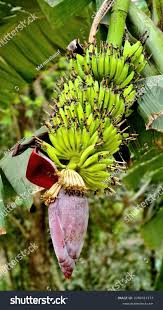 Image result for Musaceae