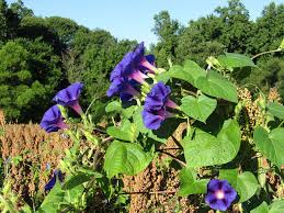 Image result for Ipomoea polymorpha