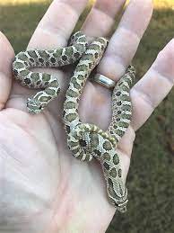 Green Western Hognose Hognose Snake Cute Reptiles Cute Snake
