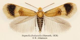 Image result for Stigmella floslactella