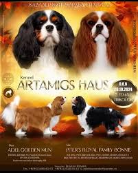 Есть доступные девочки породы кавалер кинг чарльз спаниель,рождённые  29.10.2024г от очень красивой пары...