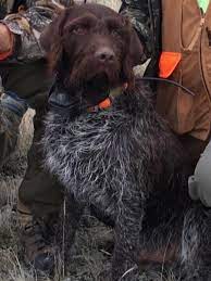 They have a large, long head and soft, thick, bushy eyebrows, beard and mustache. Wirehaired Pointing Griffon Puppies Stubborn Ass Kennel