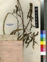 Image result for Sesbania macrantha