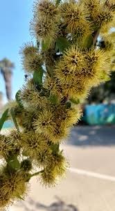 Image result for Combretum erythrophyllum