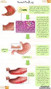 د سليمان حاجي dr hajji on twitter health and beauty tips health and nutrition medical words