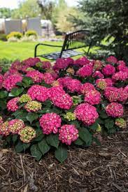 Endless Summer Summer Crush Hydrangea Summer Hydrangeas Endless Summer Hydrangea Planting Hydrangeas