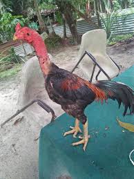 Ayam x cantik.boleh la.ayam ni 1/2 meluruh. Menjual Ayam Batang Kaki Posts Facebook